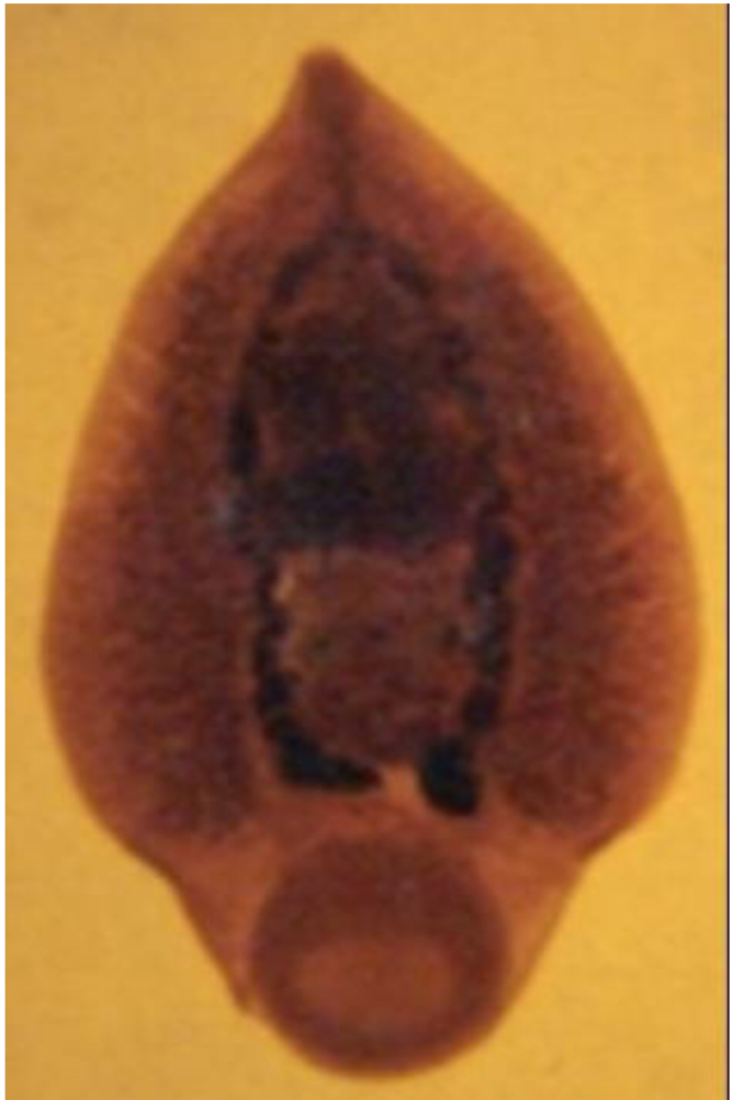 term image