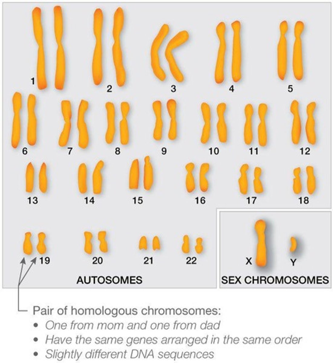 <p>Chromosomes that come in pairs, are the same size and shape, and have the same genes.</p>