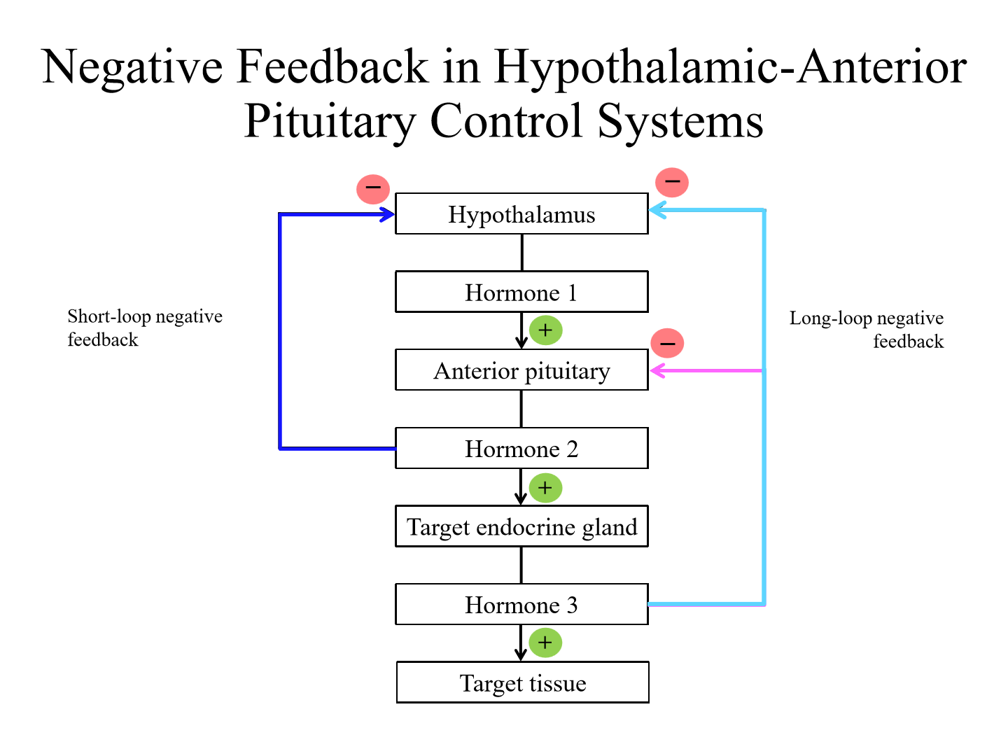 <p>1. Hypothalamus secretes hormone 1, that acts on anterior pituitary</p><p>2. Anterior pituitary releases hormone 2. This can act on target endocrine gland or cause negative feedback on hypothalamus (short loop)</p><p>3. Target endocrine gland releases hormone 3, which can act on target tissue or inhibit anterior pituitary and hypothalamus (long-loop negative feedback)</p>