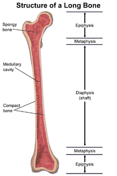 <p>Expanded portions of bone arising from the diaphysis, composed of cancellous bone, typically makes up the joint</p>