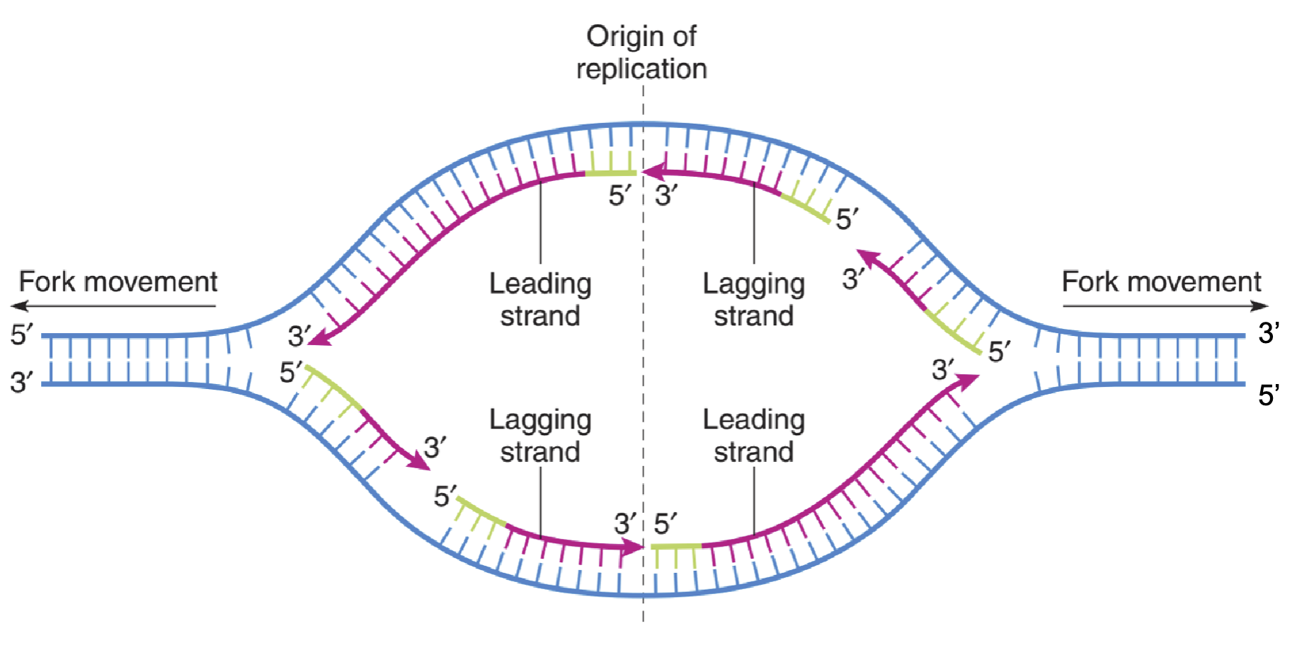 <p>responsible for unwinding DNA to create the template; work in opposite directions of the origin of replication</p>