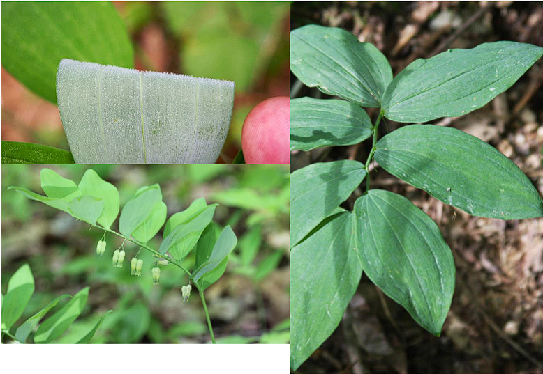 <p>Hairy Solomon’s Seal</p>