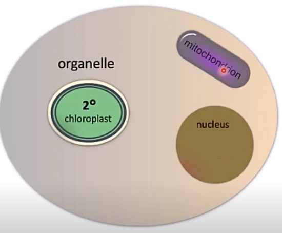 <p>how many genomes?</p>