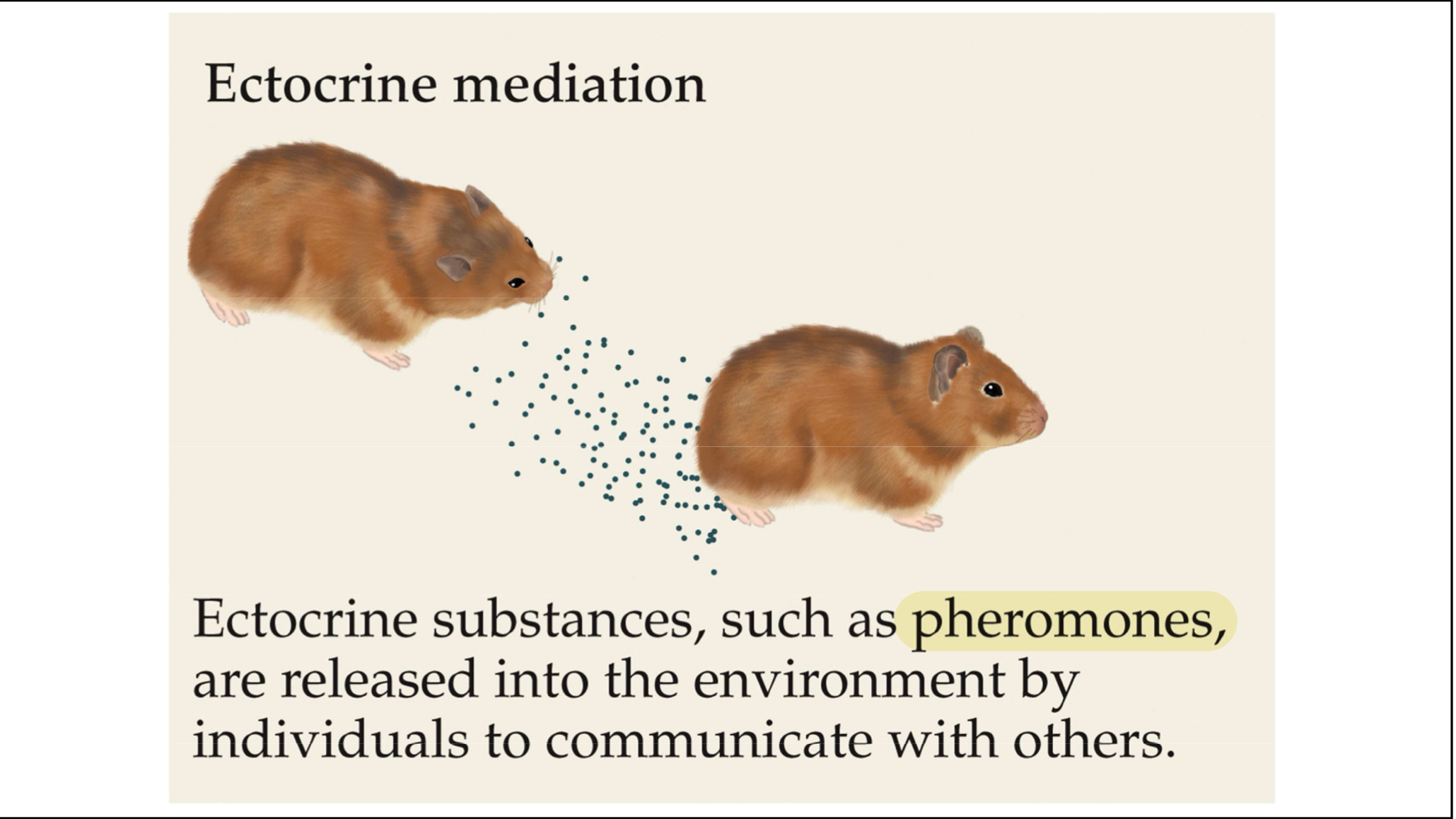 <p>A parahormonal chemical substance that is secreted (usually by an invertebrate organism) into its immediate environment (air or water) which alters physiology or behavior of the recipient individual</p><ul><li><p>Outside of body → like pheromones </p></li></ul>