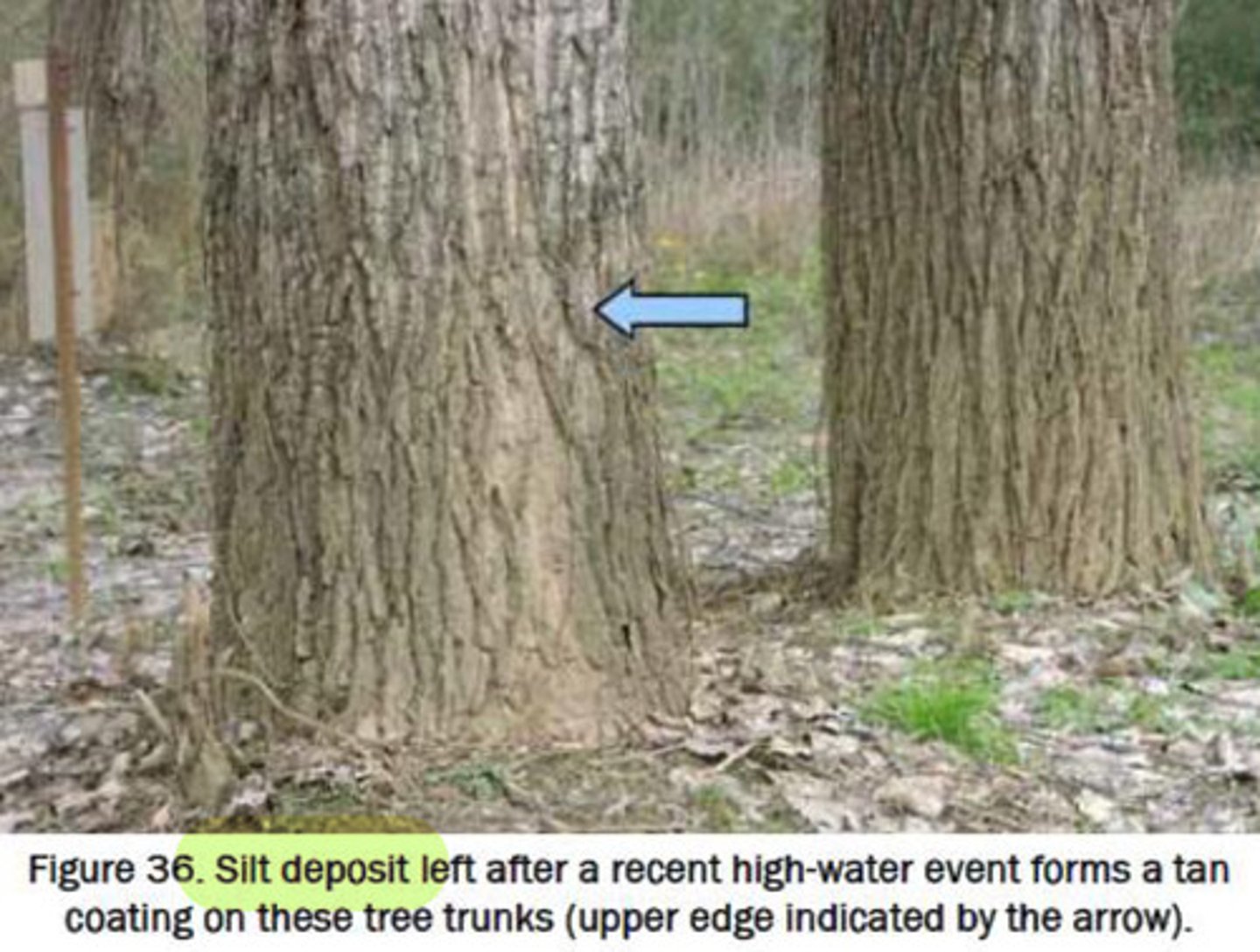 <p>tan coating on tree trunks usually after high-water event</p>