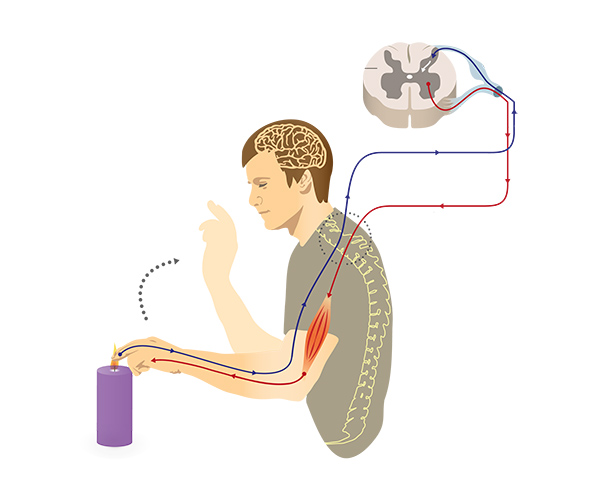 <p>controls skeletal muscle contractions </p>