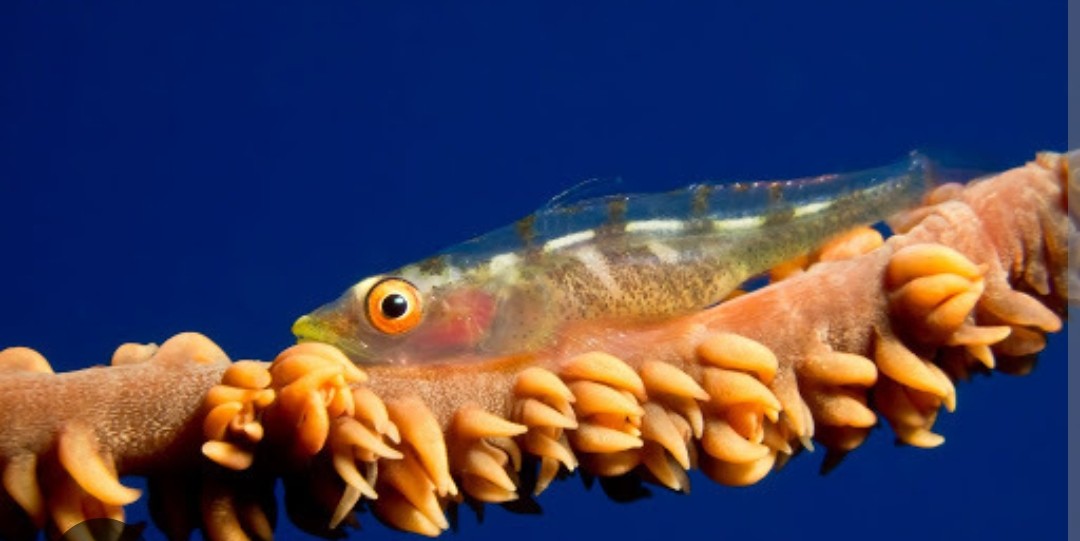 <p>Gobiidae family</p><p class="has-focus">diet consists mainly of zooplankton, which it catches from the water, and it may also consume mucus or polyps from its host coral</p><p class="has-focus">small, semi-transparent fish, about 3 to 3.5 cm long, with a body that is often a mix of reddish-brown to violet and translucent</p>