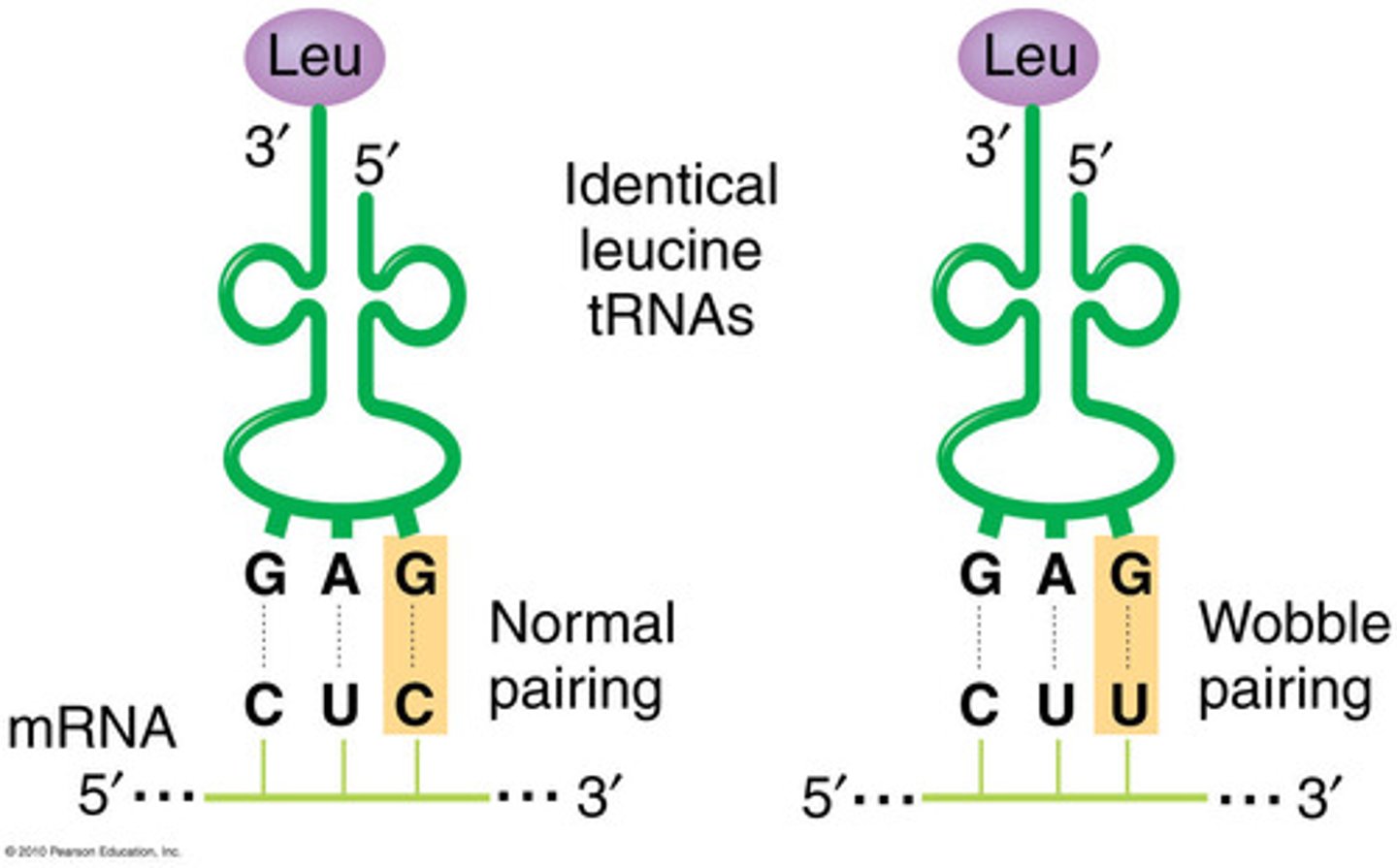 <p>- Reduces the amount of different tRNAs needed for translation</p><p>- Only the first two basepairs must be correct</p>