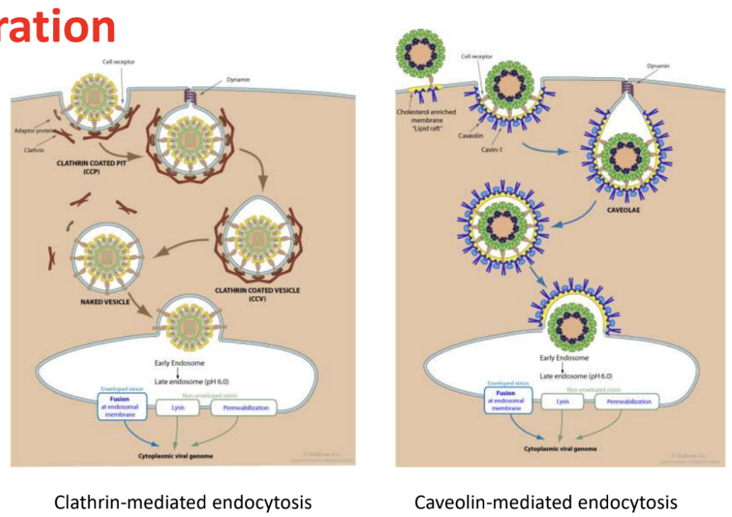 <ul><li><p><strong>Clathrin-mediated</strong></p><ul><li><p>Virus binds to specific host receptor, triggering formation of clathrin-coated pits</p></li><li><p>Pit buds inward, forming clathrin-coated vesicles that transport vesicle into cell</p></li><li><p>Vesicle uncoats, fuses with early endosomes, undergoes <u>acidification (via proton pump), which triggers release of viral genome into cytoplasm</u></p></li></ul></li><li><p><strong>Caveolin-mediated</strong></p><ul><li><p>Virus binds to caveolae, then transported via caveolin-coated vesicles into compartments</p></li><li><p><u>Does not require acidification for viral genome release</u></p></li></ul></li></ul><p></p>
