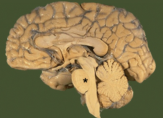 <p>What part of the brainstem carries tracts between higher brain and spinal cord; and between motor cortex and cerebellum?</p>