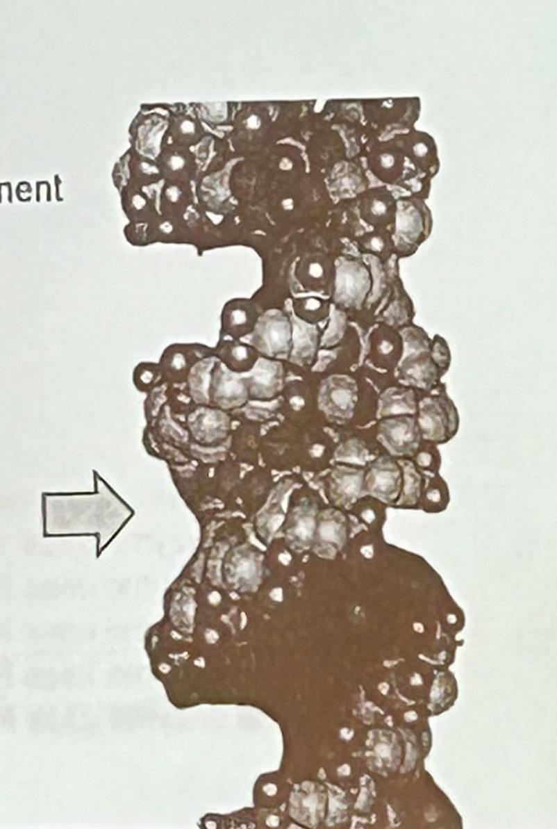 <p>The arrow point to the image at the right depicts which component of the DNA helix?</p><p>a. minor groove</p><p>b. major groove</p><p>c. phosphodiester backbone</p><p>d. helical twist</p><p>e. propeller twist</p>