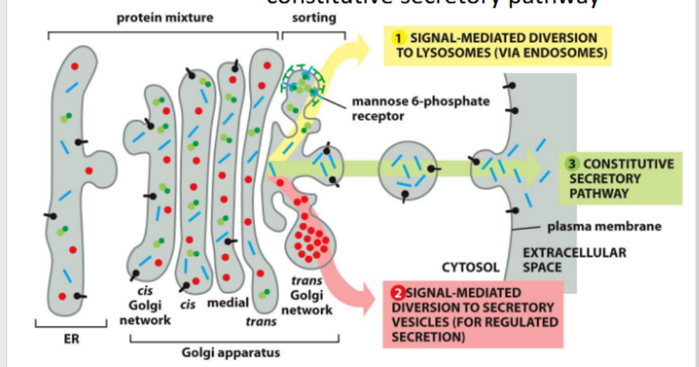 <p><span>travel to the cell surface via<br>constitutive secretory pathway</span></p>