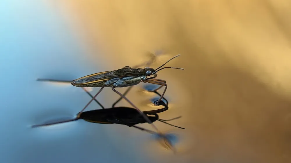 <p>Hemiptera</p><p>water treaders</p>