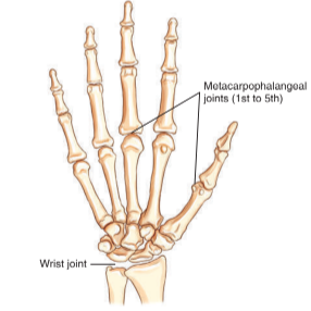 <ul><li><p>metacarpophalangeal joints (fingers, wrist joint)</p></li><li><p>metatarsophalengeal joins (toes)</p></li></ul><p></p>