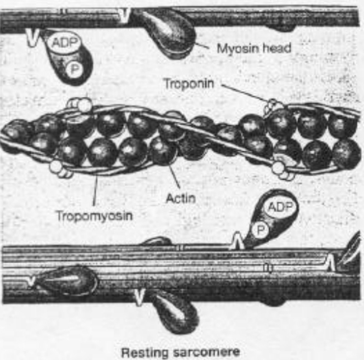 <p>1. Low Ca2+ in myoplasm, no cross-bridges</p><p>2. ![[Pasted image 20250924100129.png]]</p>