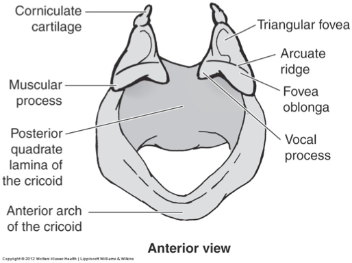 <p>located on the top of the widest part of cricoid cartilage; vocal folds attach </p>