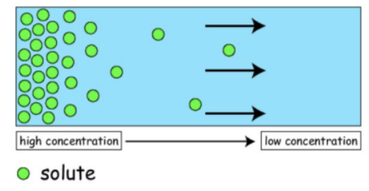 <p>how is diffusion important for organisms </p>