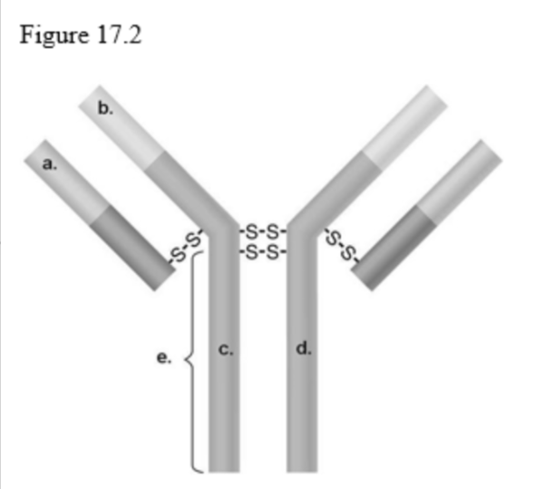 <p>In Figure 17.2, which areas are similar for all IgG antibodies?</p>