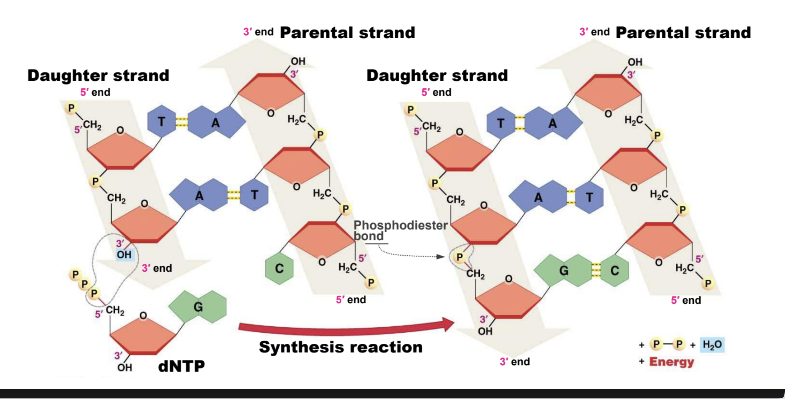 <p>The <strong>5′ phosphate</strong> group is attached to the 5′ carbon of a nucleotide’s sugar.</p><ul><li><p>Provides the <strong>reactive site</strong> for forming <strong>phosphodiester bonds</strong> with the 3′ hydroxyl of another nucleotide → builds DNA/RNA backbone.</p></li><li><p>Involved in <strong>ligation and energy transfer</strong> during replication and repair (bond formation releases pyrophosphate).</p></li><li><p>Carries <strong>negative charge</strong>, influencing molecule stability and enzyme recognition.</p></li></ul><ul><li><p><strong>Energetics:</strong> ATP’s phosphoanhydride bonds release energy when hydrolyzed due to reduced charge repulsion, resonance stabilization, and hydration of products.</p></li><li><p><strong>Bond formation:</strong> Phosphates form phosphoester and phosphodiester bonds in DNA, RNA, and membranes; phosphorylation activates molecules and regulates enzymes.</p></li></ul><p></p>