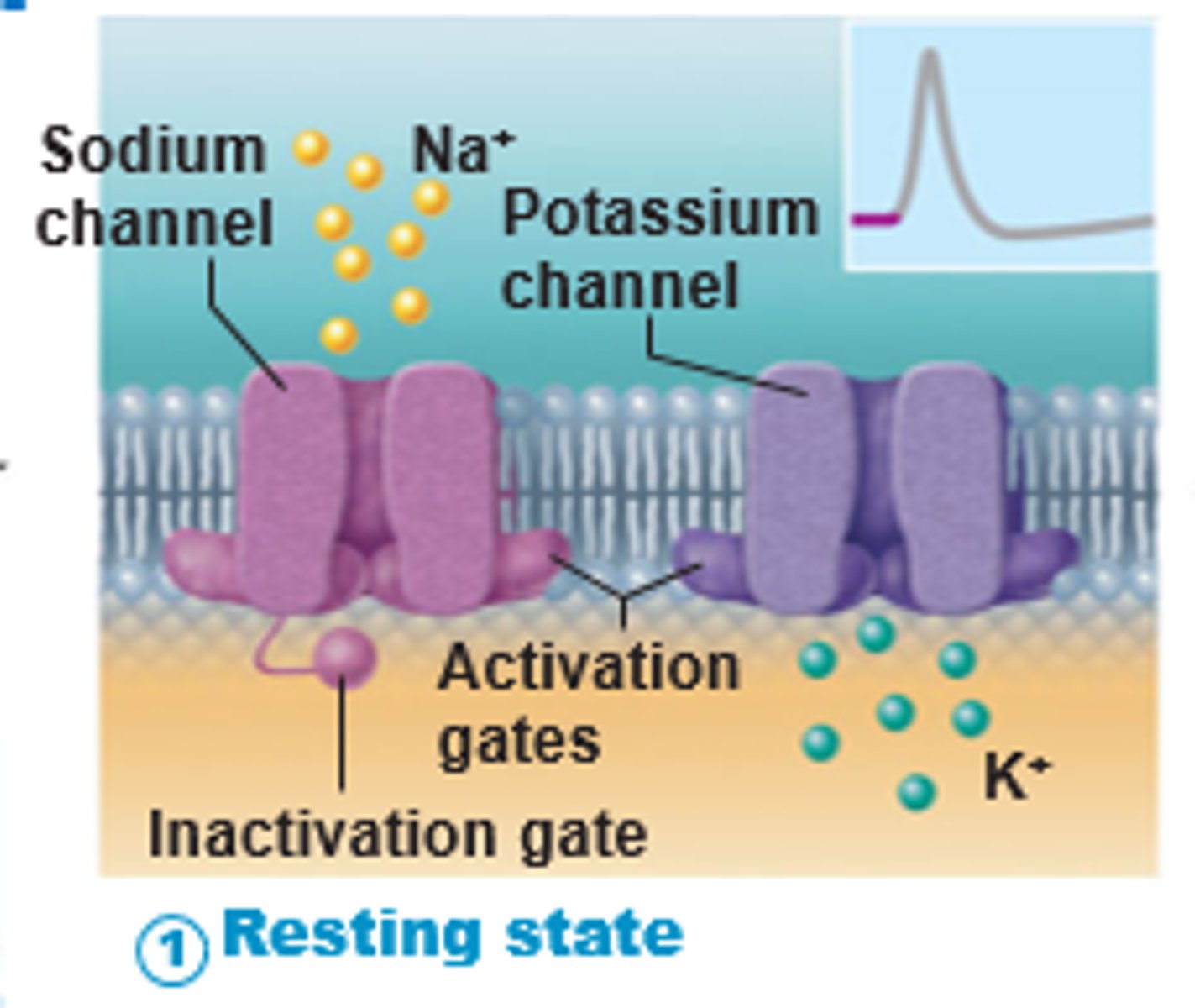 <p>The state in which there is a negative electrical charge of about -70 millivolts within a neuron</p><p>All gated Na+ (two gates) and K+ (one gate) channels are closed.</p>