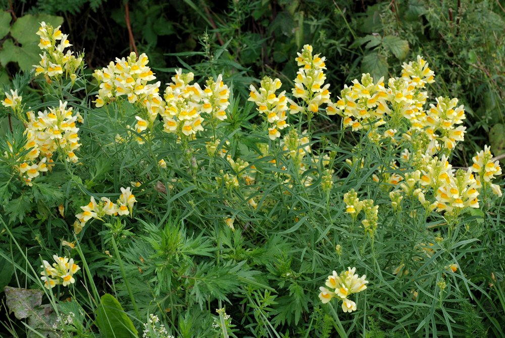 <p>Keltakannusruoho</p>