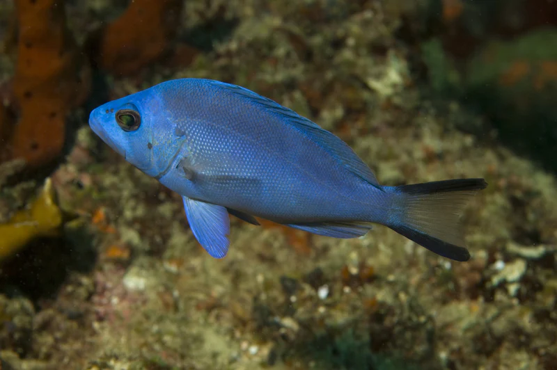 <p>body and fins iridescent blue</p><p>blueish black with black margin caudal fin</p><p>caudal fin concave</p><p>dorsal fin broad and rounded</p>
