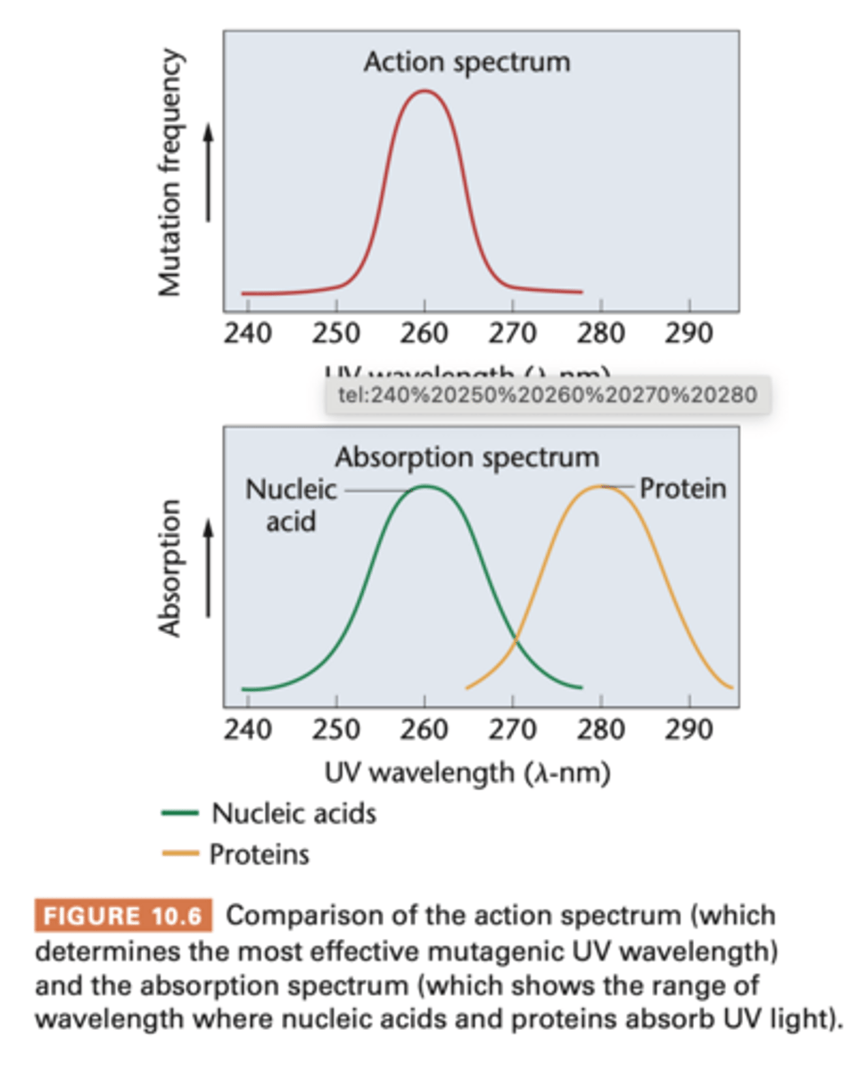 <p>- UV light is capable of inducing mutations in gen material, use yeast and more time IV light = more mutations --> connection btw wavelength and number of mutations = action spectrum</p><p>--- of UV light as mutagenic agent is obtained</p><p>- absorption spectrum -> compared to absorption spectrum of any molecule suspected to be the genetic material</p><p>(molecule serving as the genetic material is expected to absorb at the wavelength(s) found to be mutagenic</p><p>- UV light most mutagenic at wavelength 260 nm and both DNA and RNA absorb UV strongly at 260 nm</p><p>- protein absorbs 280 nm, no significant mutagenic effects are observed</p>