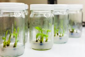 <p>plant tissue culture (micropropagation)</p>