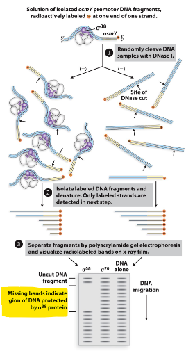 <ul><li><p>did DNA <strong>footprint </strong>analysis → looks to see if there are parts of the DNA protected from enzymes/DNAase (which covered by sigma)</p></li><li><p>sequences regions protected by RNA pol</p></li></ul>