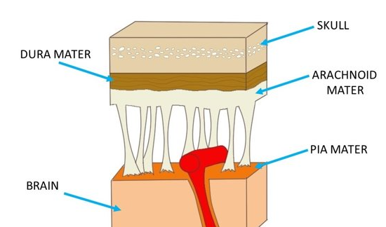 <p>-3 CT layers</p><p>-separate and support brain &amp; BV</p><p>-help contain and circulate CSF</p><p>-in brain AND spinal cord</p>