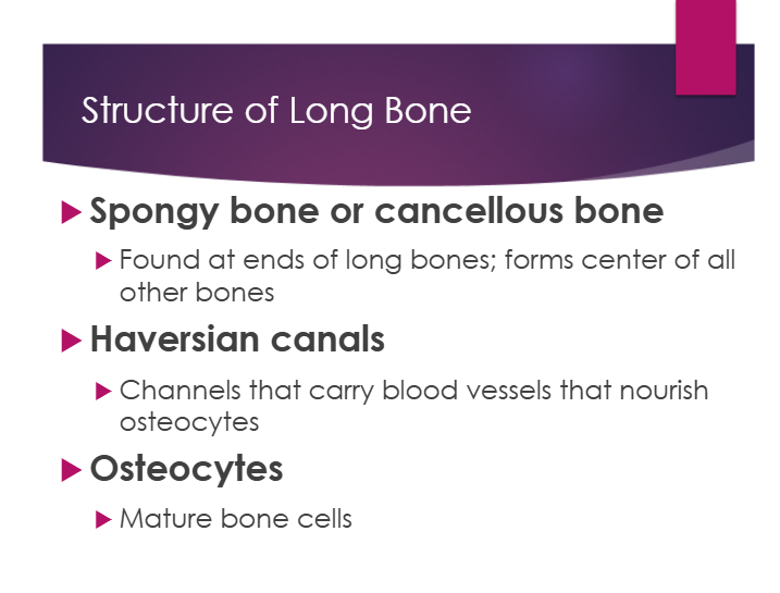 <p>a. mature bone cells</p>