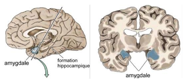 -masse complexe de matière grise enfouie dans la portion antérolatérale du lobe temporal, en avant de l'hippocampe
-structure qui intègre à la fois l'activité neuronal générée par les stimuli auditifs et l'activité neuronale générée par les stimuli somatosensoriels aversifs 
-elle est essentielle pour l'expression végétative et somatique de l'émotion de peur 
-c'est là où à lieu l'apprentissage de la peur conditionnée
hypothèse : elle participerait aux associations entre des stimuli sensoriels neutres et d'autres stimuli ayant une valeur de renforcement primaire