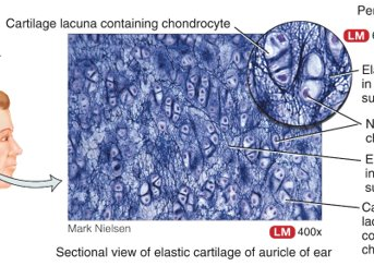 <p>chondrocytes in a threadlike network of elastic fibres within extracellular matrix, perichondrium; epiglottis, auricle, eustachian; provides strength and elasticity, maintains shape</p>