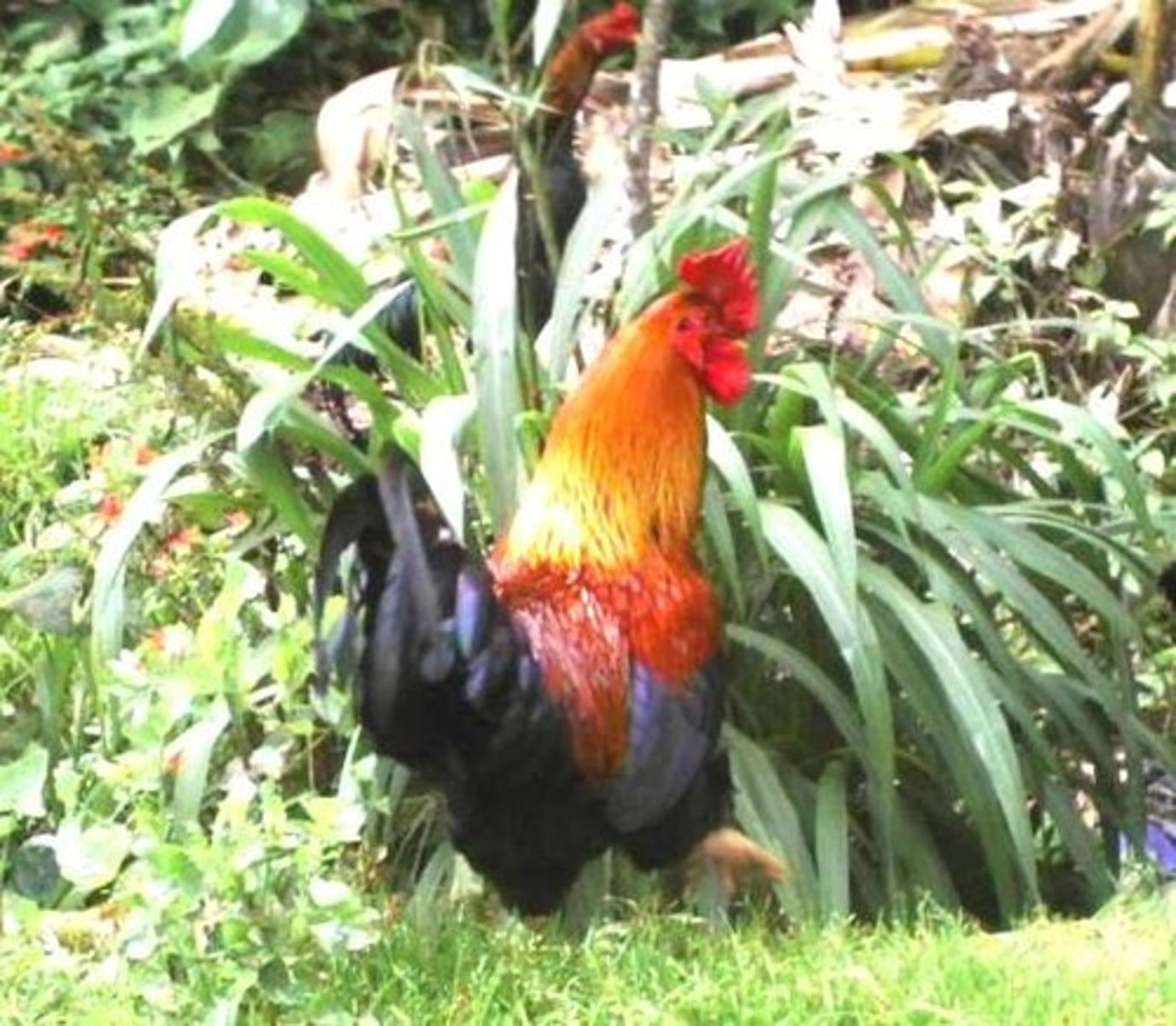 <p>rooster</p>