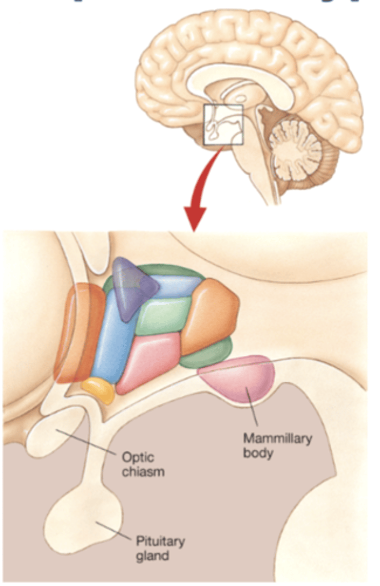 <p>considered to be part of the hypothalamus: recently associated with memory function</p>