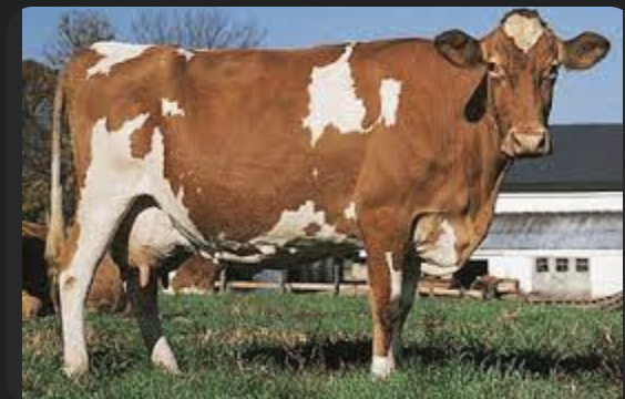 <p>-unknown arrival date, marked as “Alderney” cattle</p><p>-1898 NSW imported 3 bulls, 6 cows </p><p>-popular in all states</p><p>-fawn, red and white, deep orange, white with yellow skin</p><p>-medium </p><p>-average production </p>