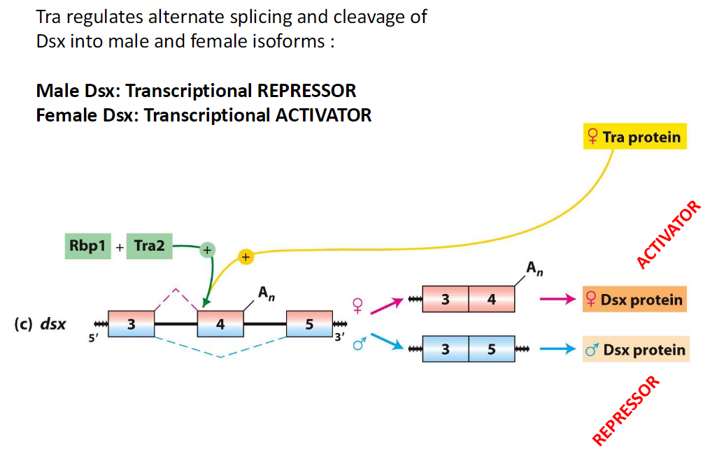 <p><strong>Function</strong><br> Tra regulates alternative splicing and cleavage of Dsx</p><p><strong>Dsx Isoforms</strong><br> Male Dsx – acts as a transcriptional repressor<br> Female Dsx – acts as a transcriptional activator</p>