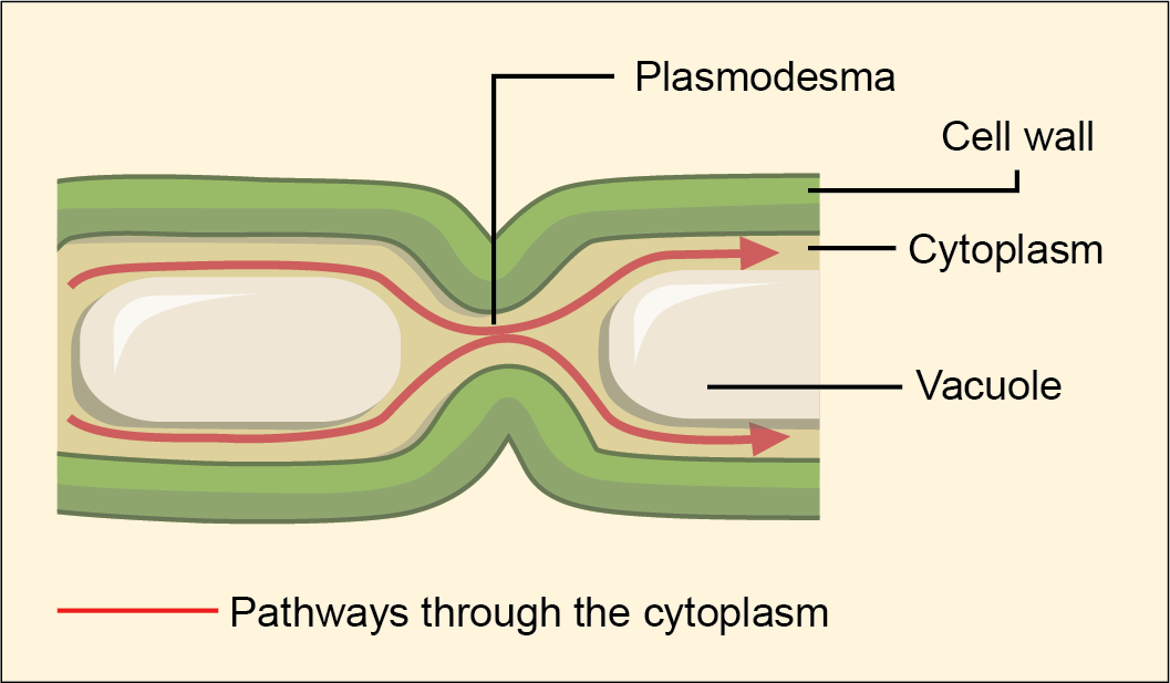 <p>function of a <strong>plasmodesmata</strong></p>