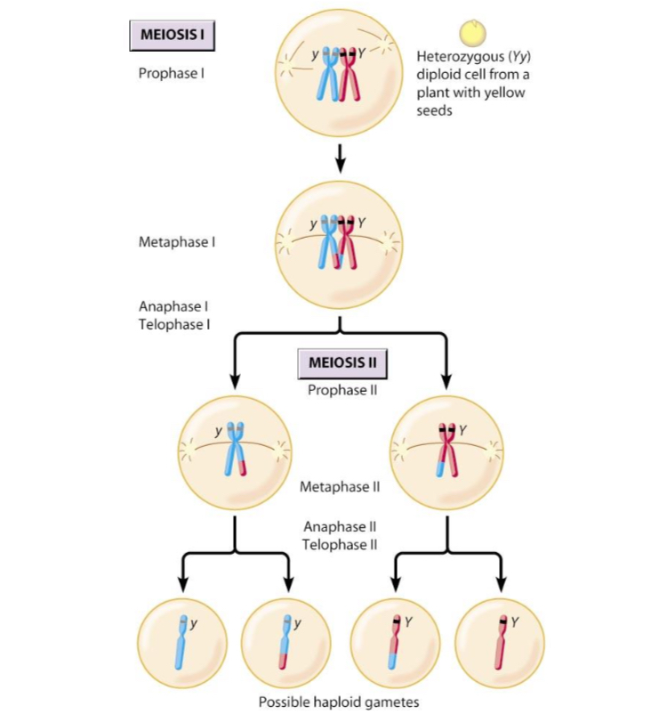 <p>each pair of alleles of a gene segregates and each gamete receives one of each pair of alleles</p>