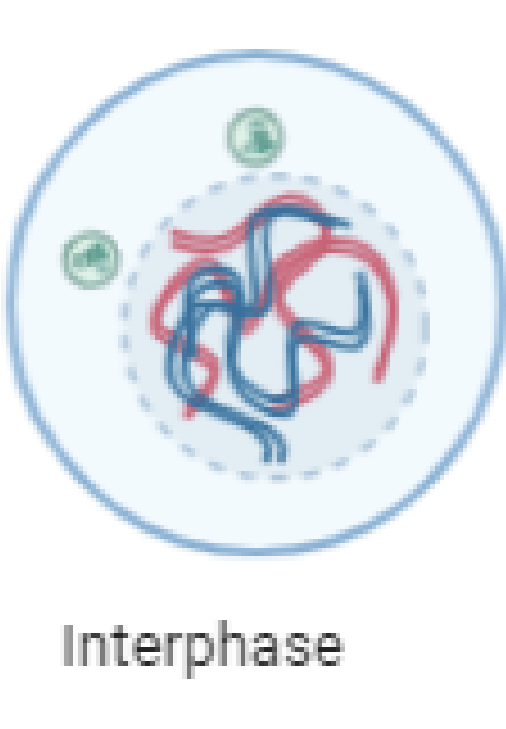 <p>Chromosomes replicate to have 2 chromatids</p>