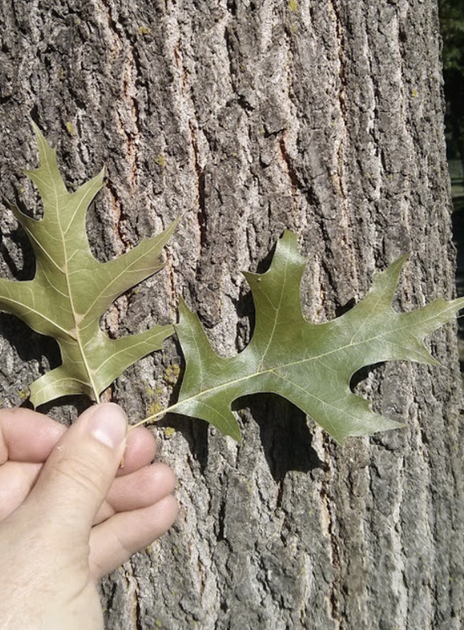 <p><em>Quercus palustris</em></p><p>Fagaceae</p>