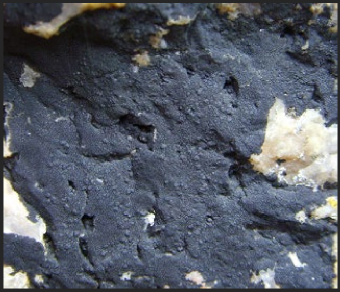 <p>What is the name of this species? In which intertidal zone does it live? Describe its habitat.</p>