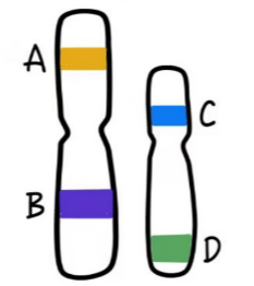 <p>non-homologous chromosomes have</p>
