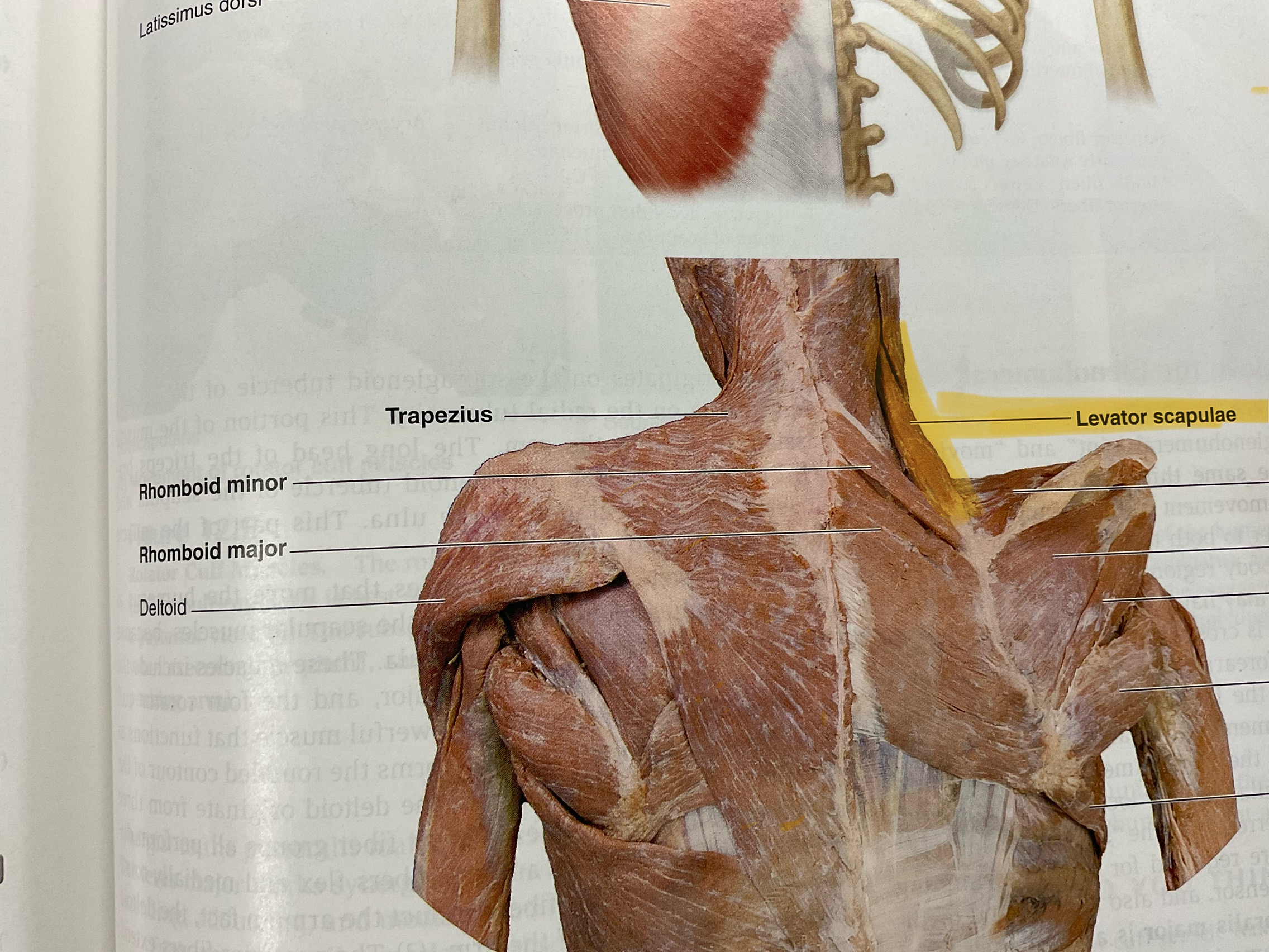 <p>Action: elevate, scapula; inferiorly rotates scapula</p>