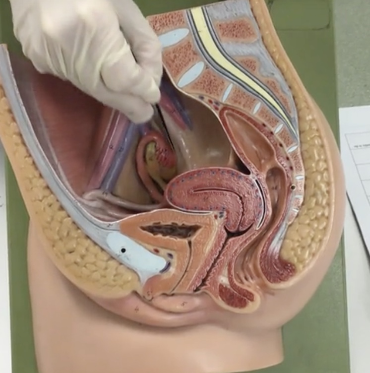 <p>Description: Thin, muscular tubes</p><p>Relationship: Transports mature ovum to uterus and common site of fertilization</p>