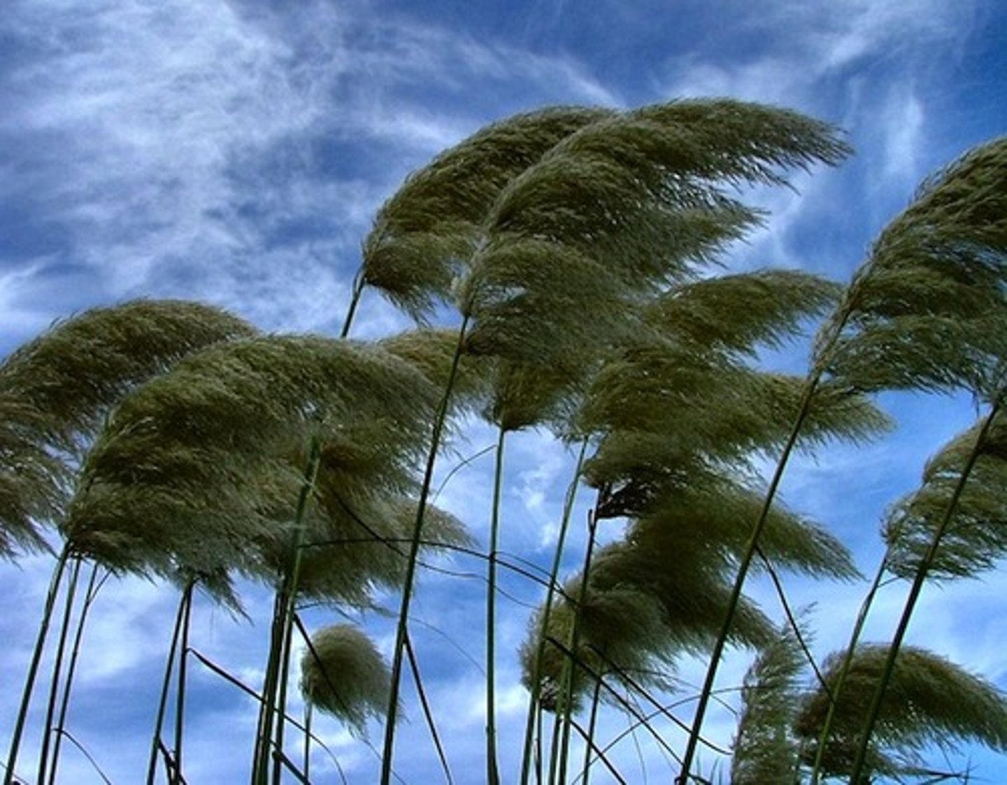 <p>soplar el viento, hacer viento</p>