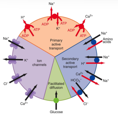 knowt flashcard image
