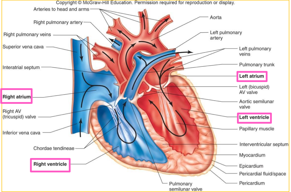 <p>Receiving chambers for blood returning to heart</p><p>Superior </p>