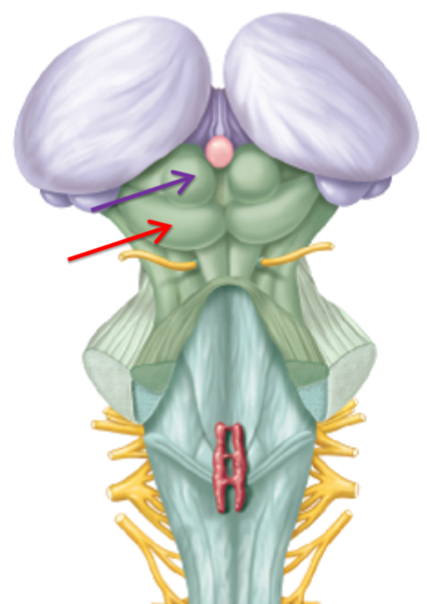 <p>What structure is this what is it responsible for? (red)</p>