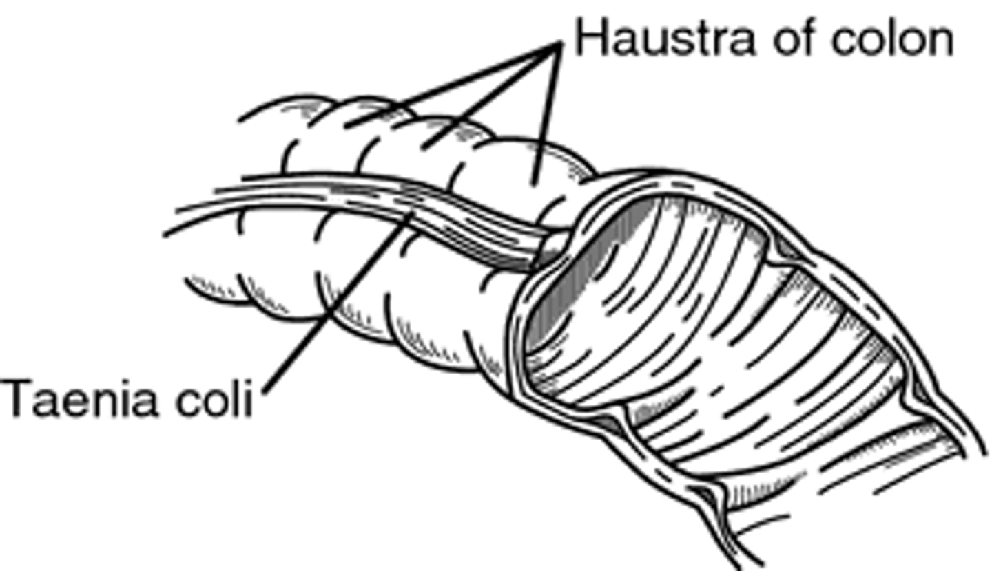 <p>- the outer longitudinal layer forms 3 longitudinal branches (TENIAE COLI) that contract and bunch up the wall of the large intestine, forming sac-like structures called HAUSTRA</p>